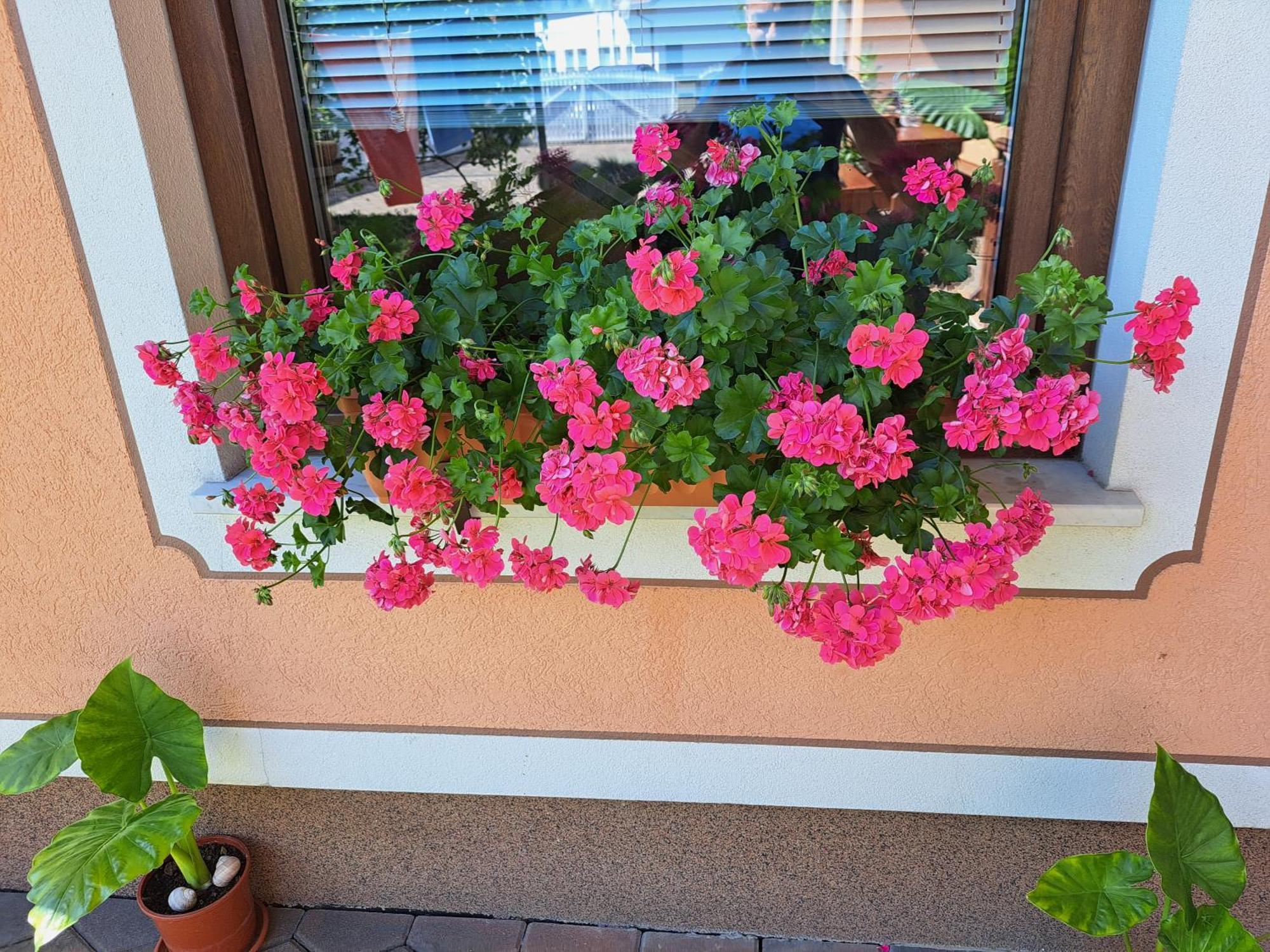 Guesthouse Zivko Dobrovce Exteriör bild